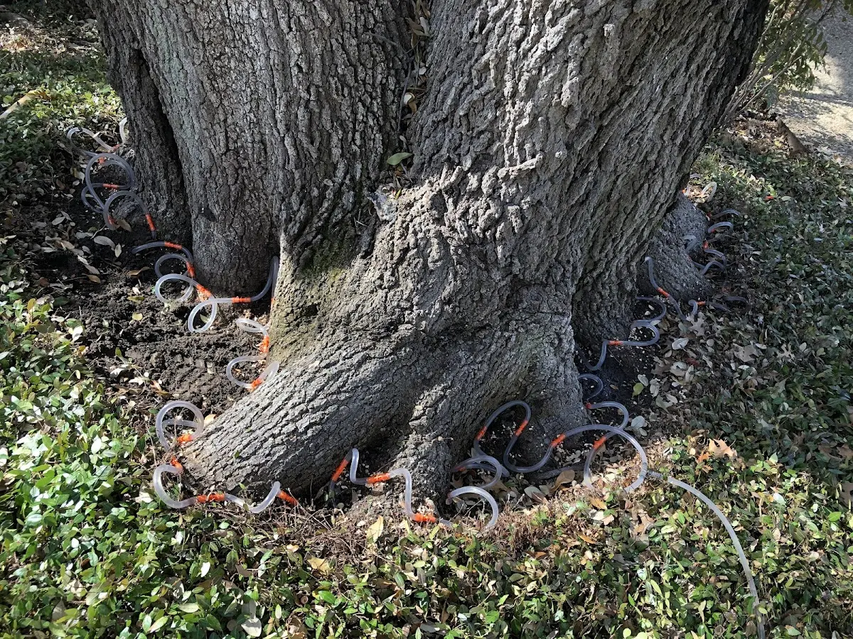 Detailed Tree Cabling and Bracing job site in Saint Simons Island