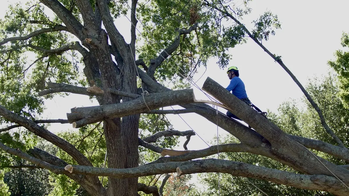 Professional Hazardous Tree Removal performed by certified arborists in Saint Simons Island