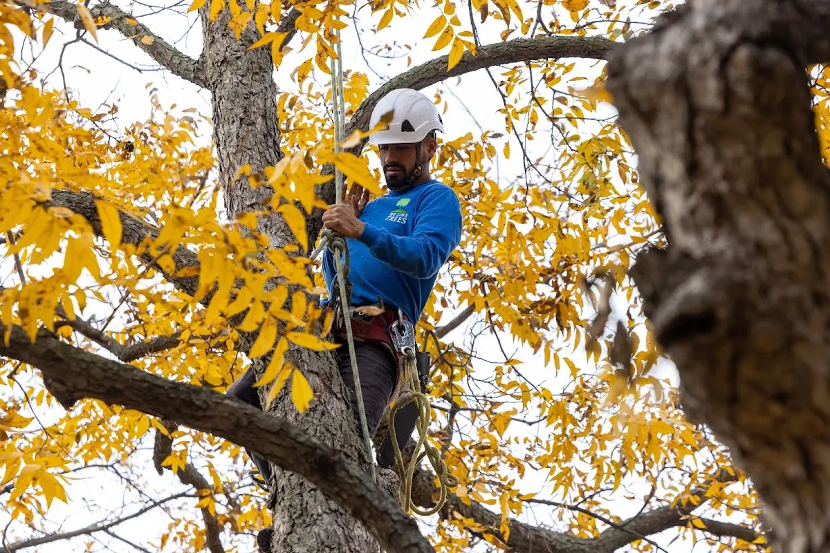 Skilled Tree Pruning crew working in Saint Simons Island