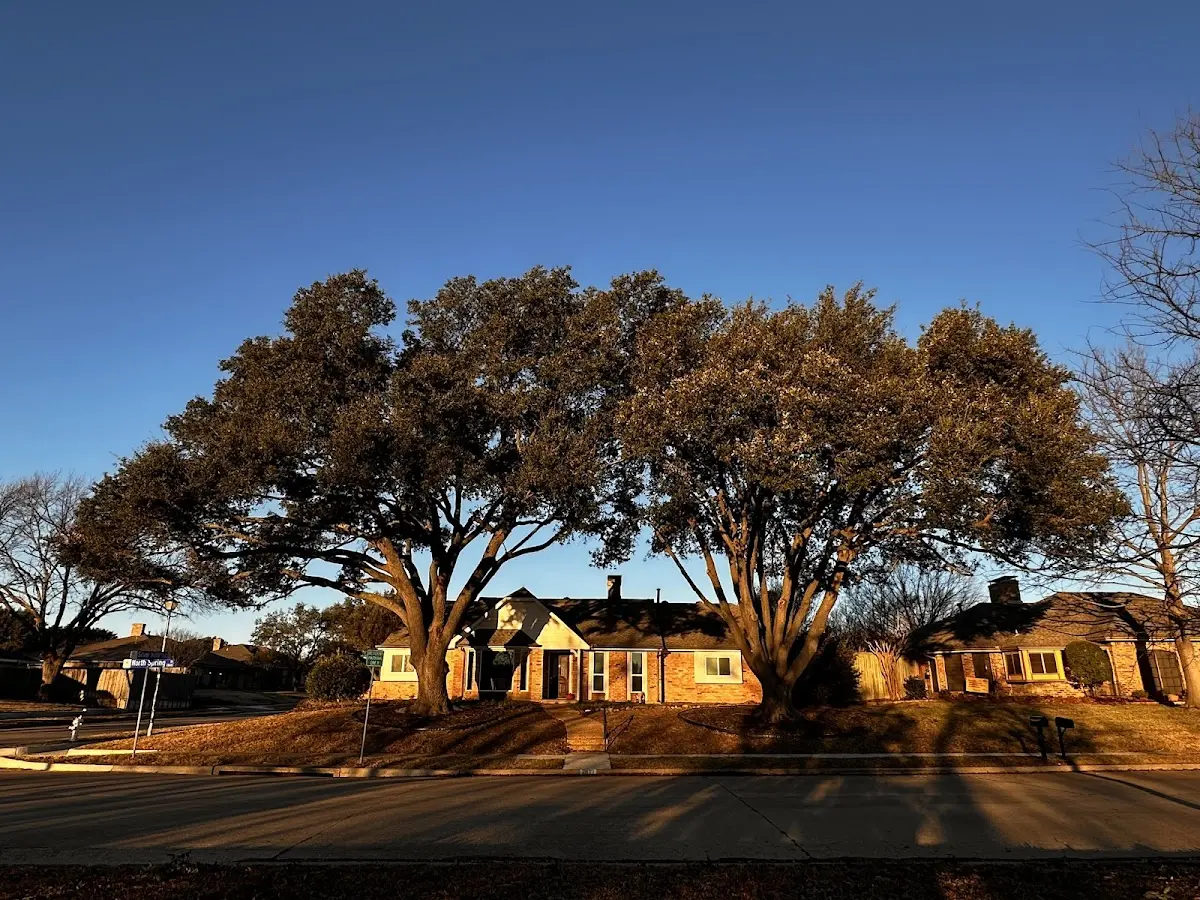 Established residential canopy tree shading a home in Saint Simons Island